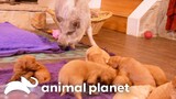 A Pig Named Trouble Welcomes Newborn Puppies Into His Home! | Too Cute | Animal Planet