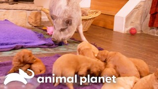 A Pig Named Trouble Welcomes Newborn Puppies Into His Home! | Too Cute | Animal Planet