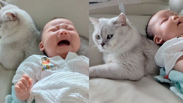 แม่วางลูกน่ารักไว้บนแมว 3 วินาทีเพื่อหยุดร้องไห้ สีหน้าของแมวทำให้ชาวเน็ตหัวเราะแทบบ้า: ลูกเกิดมาเพื