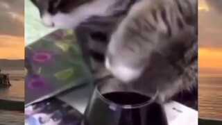 Drunker Master Cat 🤣😂