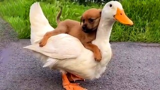 Dog Takes a Ride on Duck  | Funny Pet Videos