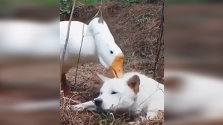 [Hewan]Anjing: Aku Bisa Apa? Aku Juga Sudah Putus Asa!