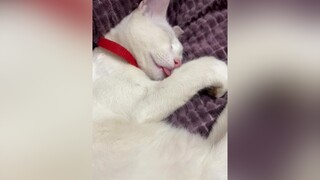 Ngủ cũng không yên nữa 🤣meocute