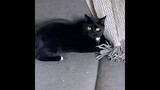 funnyst cats videos - cats life 7
