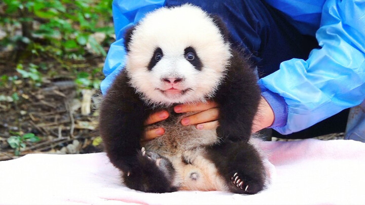 Panda Fu Duoduo yang begitu lucu dan imut