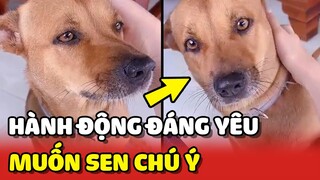 Tan chảy với HÀNH ĐỘNG của bé chó muốn GÂY CHÚ Ý với Sen 😍  | Yêu Lu