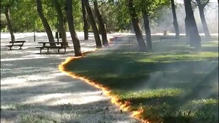 Fascinating Burning of Poplar Fluff on a Park