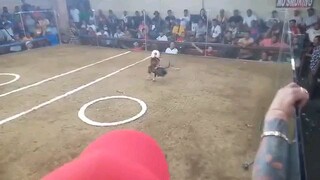 2nd fight win kanan tari(2hits naic cockpit arena) champion