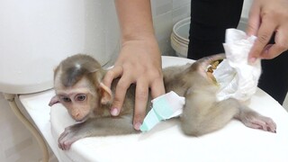 Baby Monkey Maku Full Morning Diaper!! Foul Smell As Usual But Good Mom Love To Do It