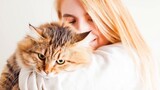 แมวที่ Puda ส่งไปให้ญี่ปุ่นติดโคโรนาไวรัสหรือไม่? คุณสามารถซื้อแมวของประเทศนักสู้ได้หรือไม่?