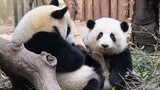 [Animal] [Panda Ai Jiu & He Hua] Fighting over a Toy