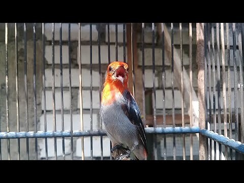 ADU SUARA BURUNG CABE VS TRUCUKAN || Cocok Buat Masteran Burung Macet