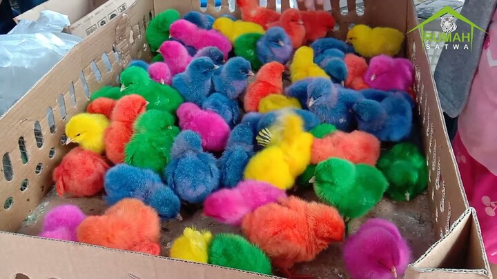 Beli anak ayam Warna-warni