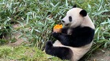 Pandas|Pumpkin