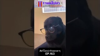 รวมคลิปตลกฮาๆ EP.273 #สัตว์เลี้ยง  #ตลก #shorts #tiktok #funny #สัตว์โลกน่ารัก #dog #doglover #pets