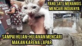 Astagfirullah Anak Kucing Menangis Mencari Induknya Lapar Mencari Makan Sampai Hujan-Hujanan.!