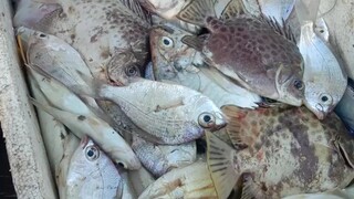 mancing muara