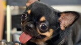 Chó Chihuahua mini | Đực giống chihuahua đẹp | liên hệ lấy giống : 096.1111.511 A Toàn .