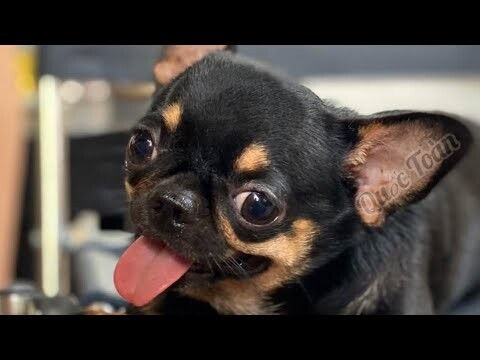 Chó Chihuahua mini | Đực giống chihuahua đẹp | liên hệ lấy giống : 096.1111.511 A Toàn .