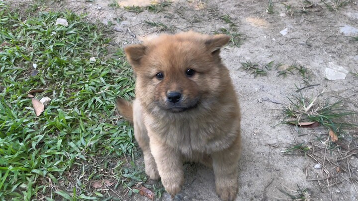 I met a very obedient little native dog at the market. How could I not bring it back?