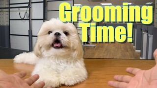 Grooming My Dog At The Grooming Salon | Cute & Funny Shih Tzu Dog Video