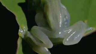 Glass Frog Love Making