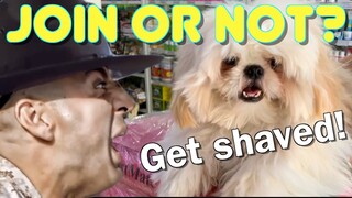 Borgy the Shih Tzu Finally Joins The Army And Gets Shaved! ( Cute & Funny Dog Video)