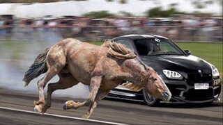 Horses VS. Cars