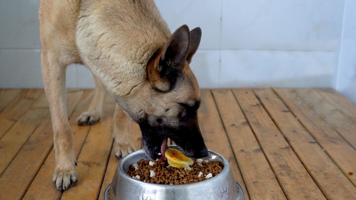 3-Year-Old Police Dog Celebrate Its Birthday