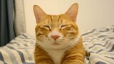 [สัตว์]ทำไมฉันชอบลูบแมวตลอดเวลา|เดอะคาร์เพนเทอส์ - <Top Of The World>