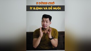 5 dòng chó ít b.ệnh và đê nuôi LearnOnTikTok thucung tuitienpet