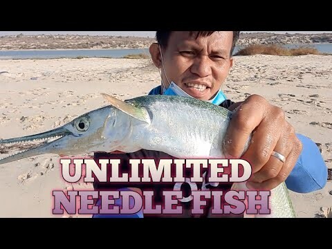 unlimited needle fish/batalay Vlog 20