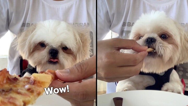 Shih Tzu Dog Eats The Best Part of Pizza | Cute & Funny Dog Video