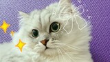 Cute white cat beauty clip