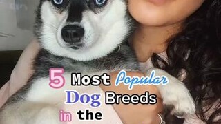 What other countries do you want to see? LearnOnTikTok dogs dogfacts