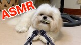 Cute Shih Tzu Gets Tricked Into Eating Cucumber ( ASMR Dog Video )