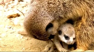 Meerkats