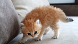 Funny|The Most Dangerous KittenIin The World
