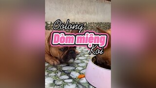 Xin ăn là thói quen của em Ôlong koioi frenchie bullphap pet thucung frenchbulldog