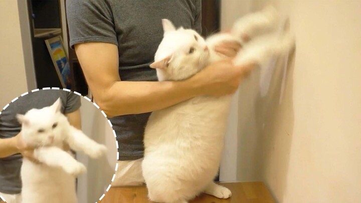 White and fluffy white cat 'Bai Pang' short drama