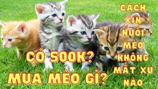 Cách mua mèo cảnh đẹp giá siêu rẻ dưới 50OK và địa chỉ xin nuôi miễn phí