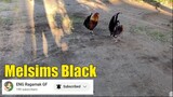 Melsims Black Gamefowl || ENG Ragamak GF