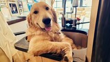 100% Funny Golden Retrievers Dog Videos will make you laugh your HEAD OF 😂