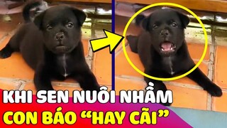 Khi Sen nuôi nhầm con báo 'HAY CÃI' và cái kết sẽ như thế nào 😅 Gâu Đần