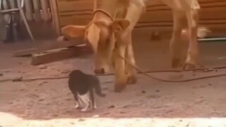 funny animals mommentzz🤣🤣🤪🤪