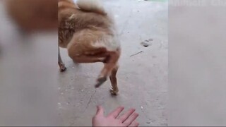 Đỡ không nổi những tình huống khó đỡ #65