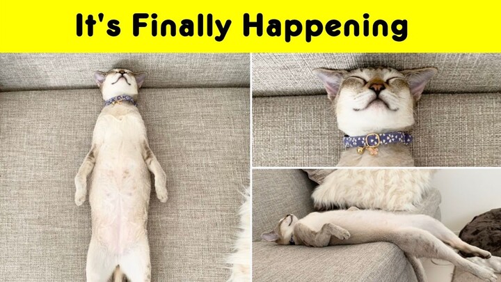 Hilarious Cats That Will Make You Laugh