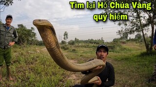 Cuộc Truy Đuổi Nghẹt Thở Tìm Lại Rắn Hổ Mang Chúa | Khôi Tv