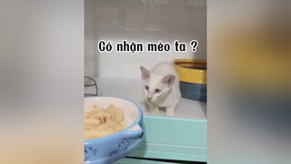 Mèo nào cũng nhận nha 🥰 cat mèo