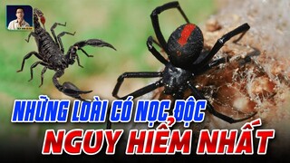 TOP NHỮNG LOÀI CÔN TRÙNG CÓ NỌC ĐỘC NGUY HIỂM NHẤT THẾ GIỚI